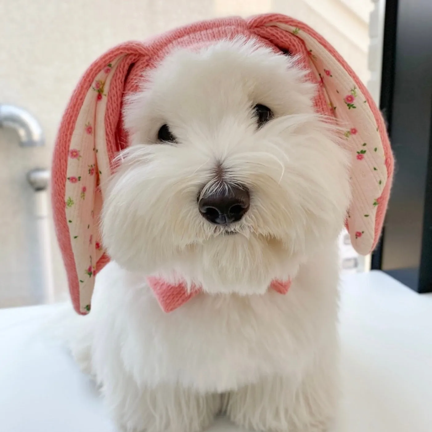 ※予約販売【FREDDIE TALE】BUNNY BALACLAVA（Pink）