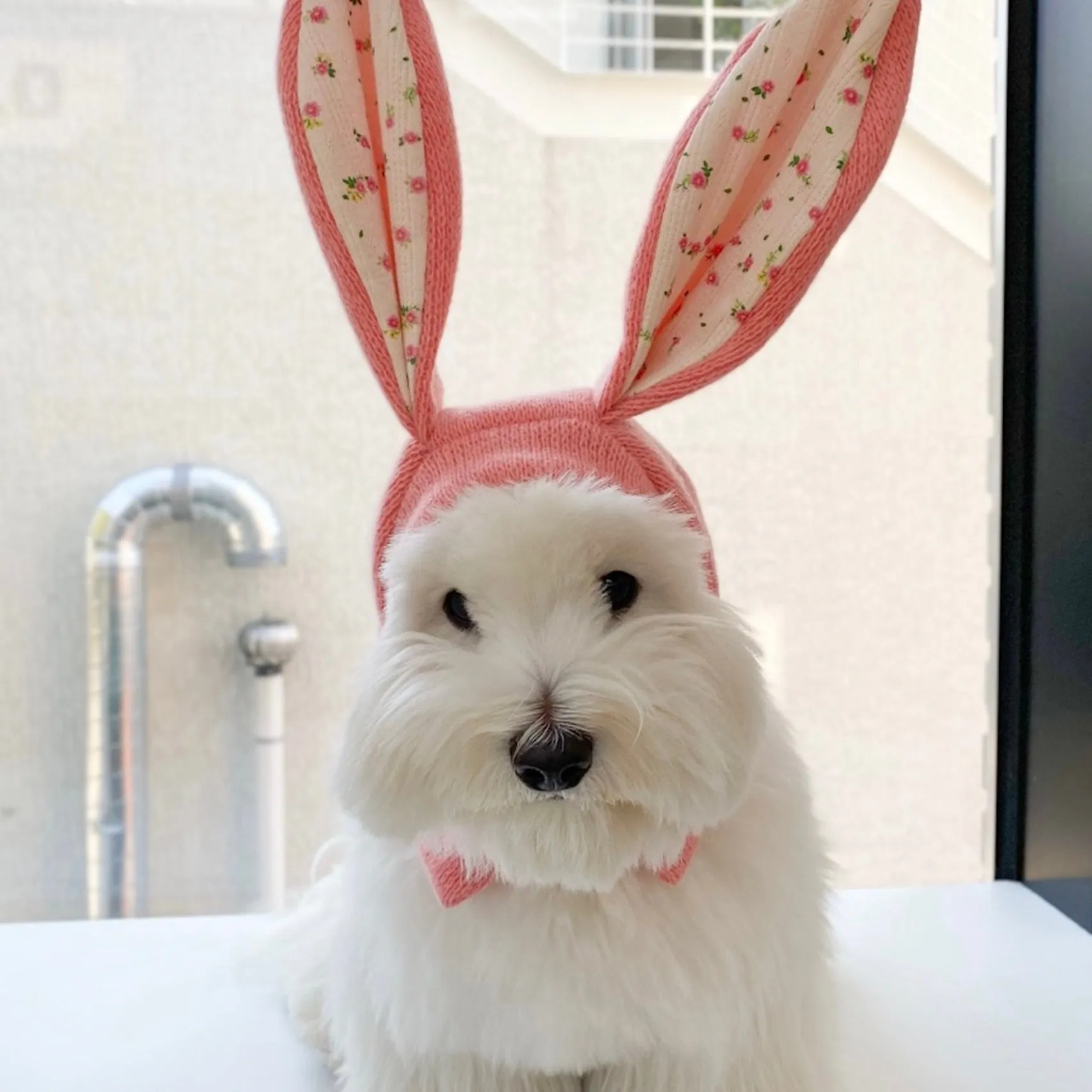 ※予約販売【FREDDIE TALE】BUNNY BALACLAVA（Pink）