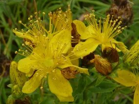 St John's Wort, square stalked,- 0.5g
